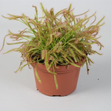 Drosera MIX