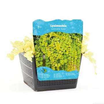 Lysimachia nummularia 'Aurea'