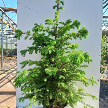 Pseudotsuga menziesii