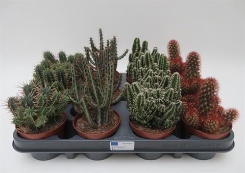 Cactées CRISTATA MIX