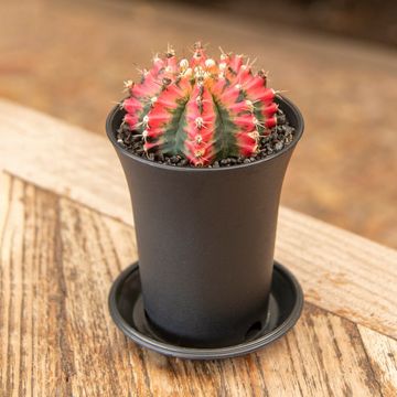 Gymnocalycium mihanovichii 'Multicolor'