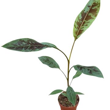 Musa acuminata zebrina