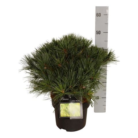 Pinus strobus 'Minima'