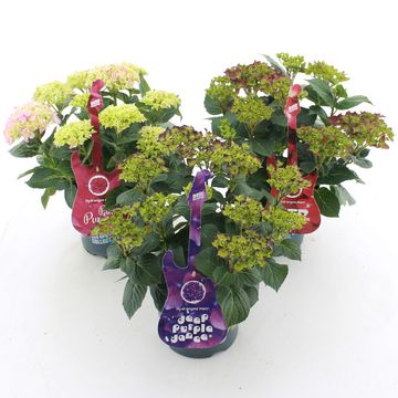 Hydrangea macrophylla MUSIC COLLECTION MIX