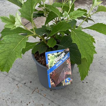 Hydrangea quercifolia 'Burgundy'