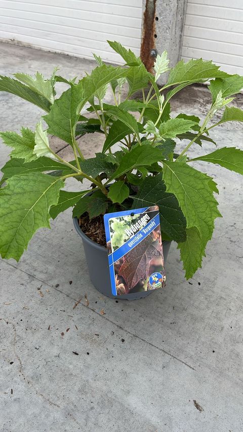 Hydrangea quercifolia 'Burgundy'