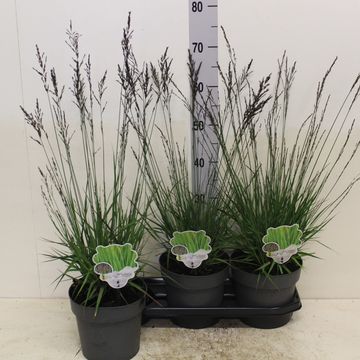 Molinia caerulea 'Edith Dudszus'