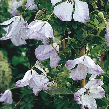 Clematis 'Caerulea Luxurians' (Vt)