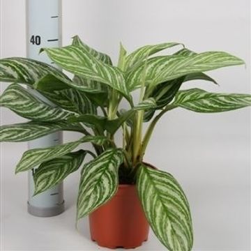 Aglaonema 'Stripes'