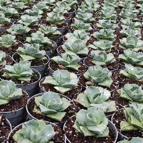 Agave potatorum 'Shoji-Raijin'