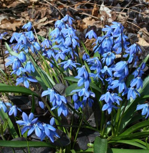 Scilla siberica