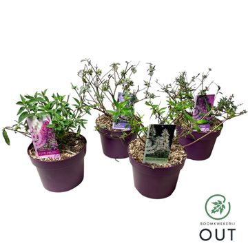Buddleja FREE PETITE MIX