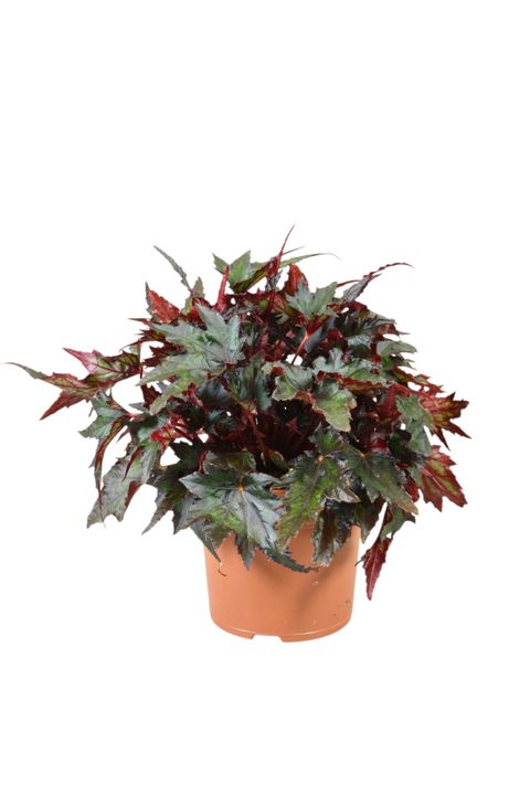 Begonia JUNGLE WONDER EBONY