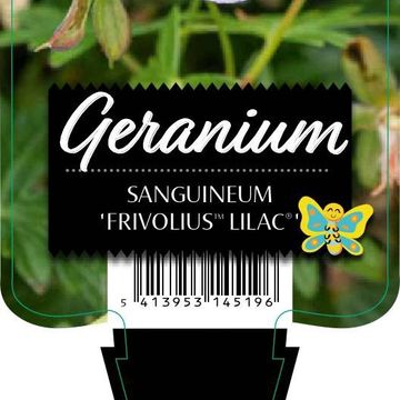 Geranium sanguineum FRIVOLIUS LILAC