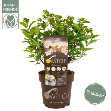 Hydrangea paniculata SWITCH OPHELIA