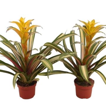 Guzmania 'Marjan'