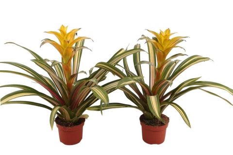 Guzmania 'Marjan'