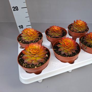 Sempervivum CHICK CHARMS GOLD NUGGET