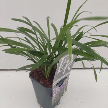 Liriope muscari 'Moneymaker'