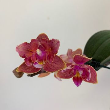 Phalaenopsis FLORICLONE DUSTY BELLE