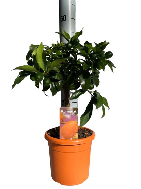 Citrus japonica