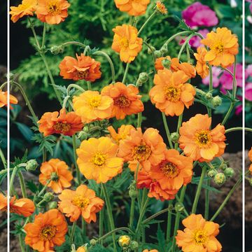Geum rivale 'Flames of Passion'