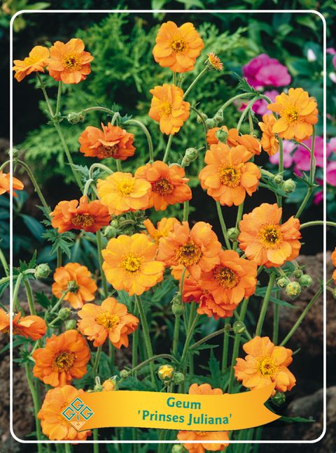 Geum rivale 'Flames of Passion'