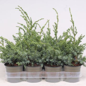 Juniperus chinensis 'Blue Alps'