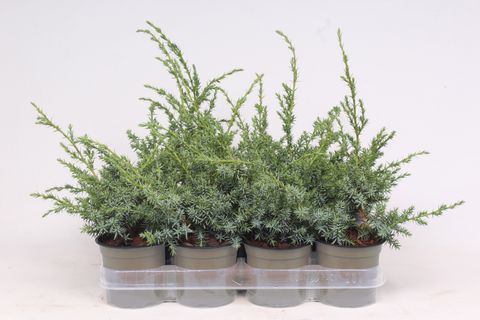 Juniperus chinensis 'Blue Alps'