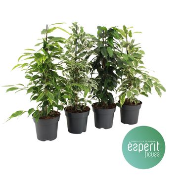 Ficus benjamina MIX
