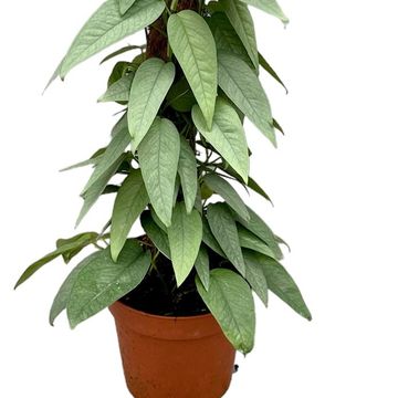 Epipremnum pinnatum 'Cebu Blue'