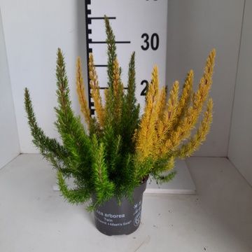 Erica arborea MIX IN POT
