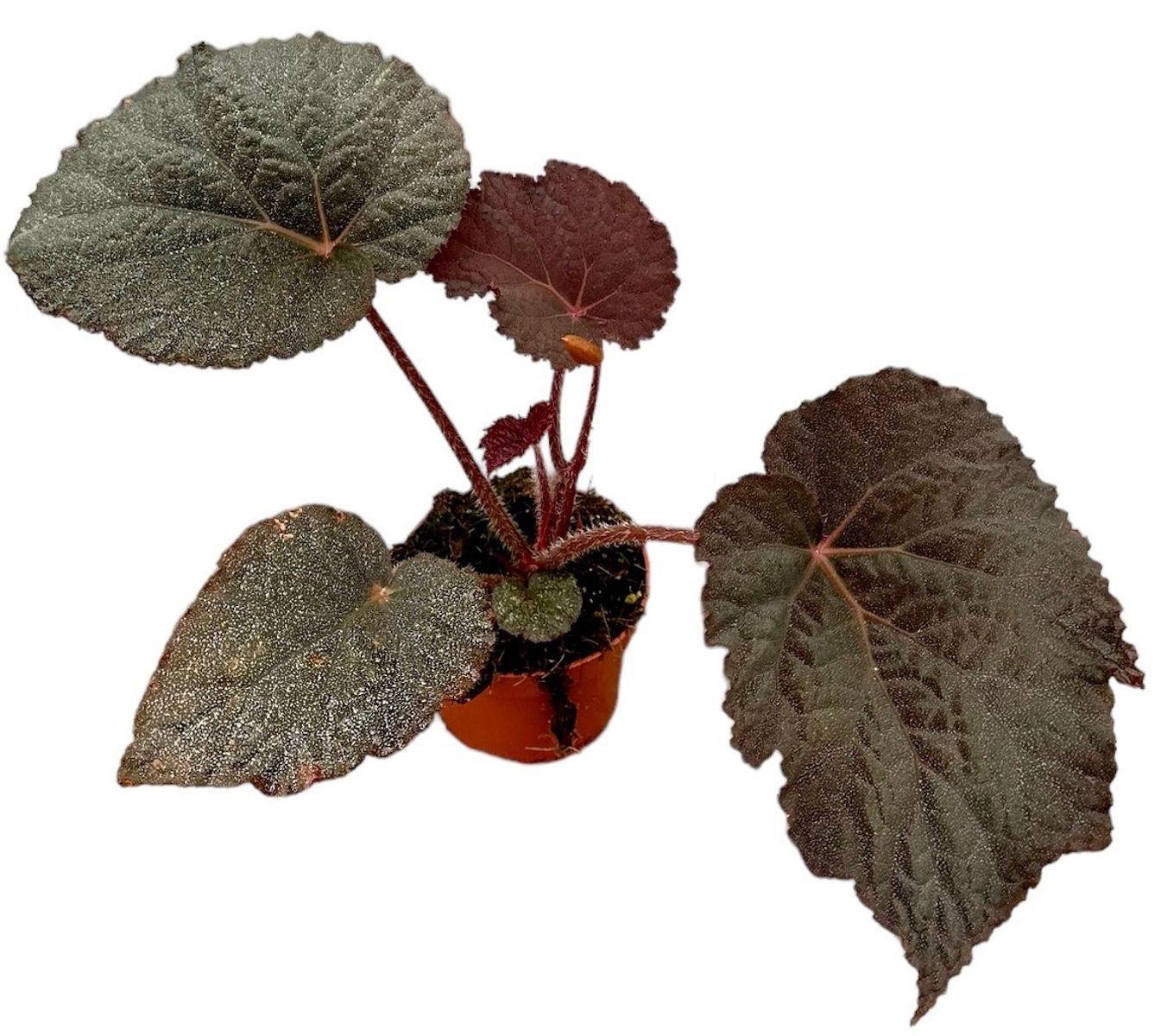 Begonia 'Taconite' — Plant Wholesale FlorAccess