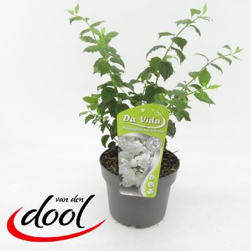 Philadelphus PEARLS OF PERFUME