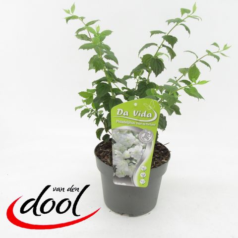 Philadelphus PEARLS OF PERFUME