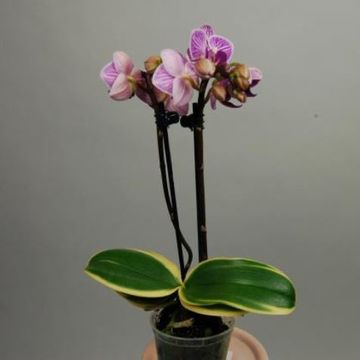 Phalaenopsis Sogo Vivien 'Marginata'