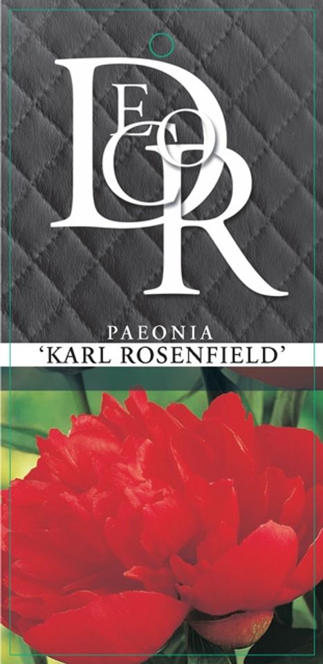 Paeonia 'Karl Rosenfield'