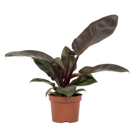 Philodendron BLACK CARDINAL