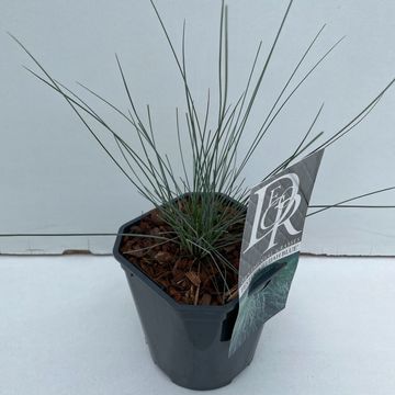 Festuca glauca 'Elijah Blue'