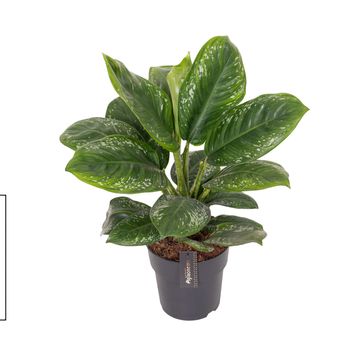 Аглаонема 'Onyx Green'