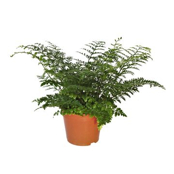 Asplenium 'Parvati'