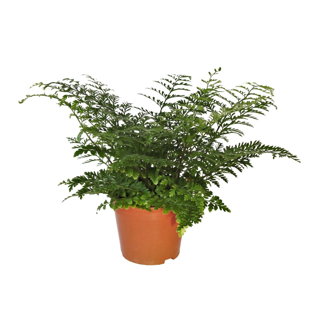 Асплениум парвати asplenium parvati. Асплениум parvati. Асплениум (костенец) парвати. Папаротник акленум порватти. Асплениум двуформенный.