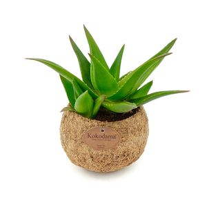 Succulents MIX (Kokodama)