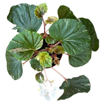 Begonia cucullata