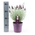 Lavandula stoechas 'Silver Anouk'