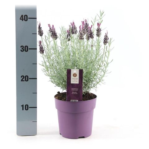 Lavandula stoechas 'Silver Anouk'
