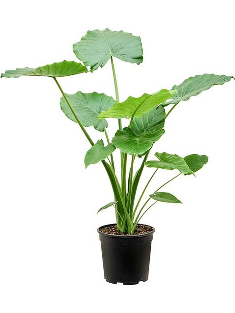 Alocasia gageana 'California'