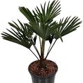 Trachycarpus wagnerianus