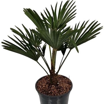 Trachycarpus wagnerianus