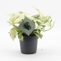 Epipremnum 'Snow Leopard'